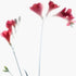 Red Freesias II Floral Art Print
